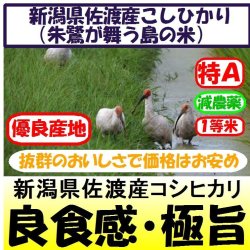 画像1: 新潟県佐渡産コシヒカリ（朱鷺・トキが舞う島の米）（減農薬）　令和６年産新米１等米　３０ｋｇ玄米