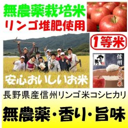 画像1: 長野県産信州リンゴ米コシヒカリ（無農薬）　令和６年産新米１等米　３０ｋｇ玄米