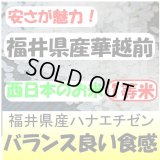 福井県産ハナエチゼン　令和６年産新米１等米　１０ｋｇ