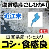 滋賀県甲賀産コシヒカリ（近江米）　令和３年産１等米　２５ｋｇ玄米