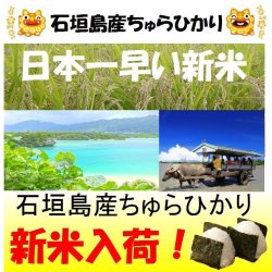 画像1: 沖縄県石垣島産ちゅらひかり　令和５年産１等米　２５ｋｇ玄米