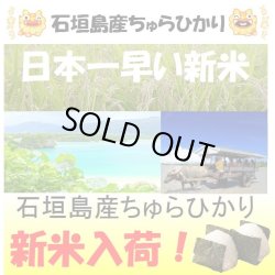 画像1: 沖縄県石垣島産ちゅらひかり　令和６年産新米１等米　３０ｋｇ玄米