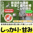 画像1: 新潟県佐渡産朱鷺と暮らす郷こしいぶき（減農薬）　令和３年産１等米　５ｋｇ (1)