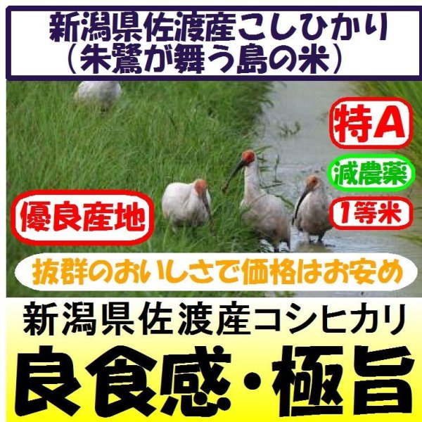 画像1: 新潟県佐渡産コシヒカリ（朱鷺・トキが舞う島の米）（減農薬）　令和６年産新米１等米　３０ｋｇ玄米 (1)