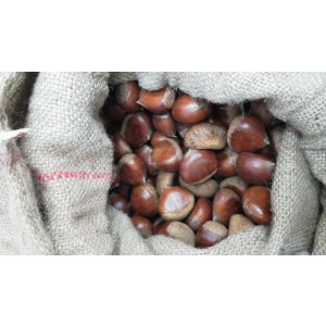 画像: 丹波栗　２Ｌ　１ｋｇ　丹波篠山産