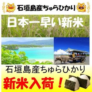 画像: 沖縄県石垣島産ちゅらひかり　令和５年産１等米　２５ｋｇ玄米